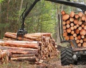 Деревообрабатывающая промышленность Что производит лесная и деревообрабатывающая промышленность